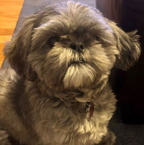 Meet your Posher, Talia